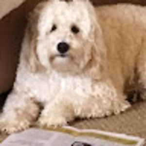 Meet your Posher, Will